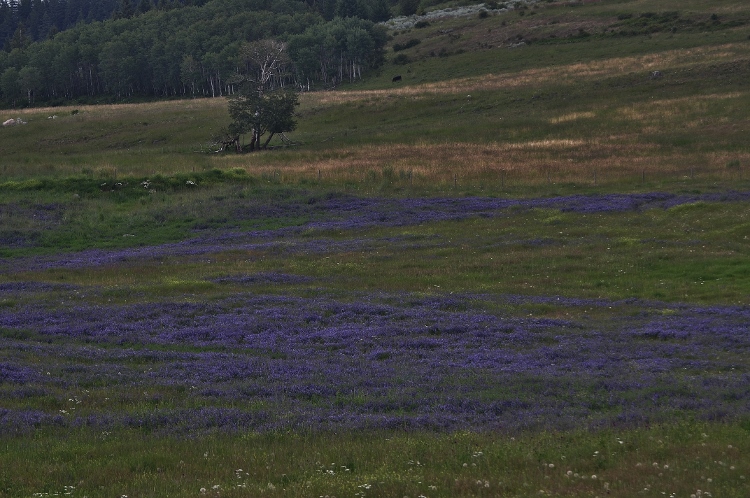 mass of purple wildflowers
